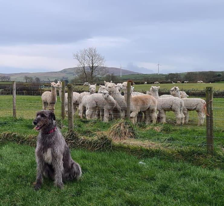 The Alpaca Farmhouse With Hot Tub And Alpaca Experience Included Dromara Eksteriør bilde