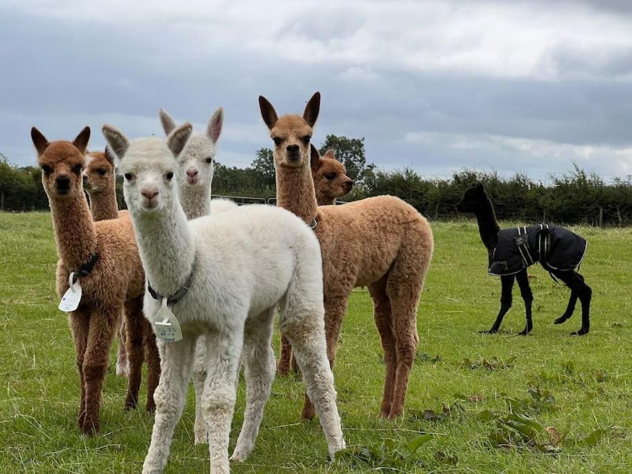The Alpaca Farmhouse With Hot Tub And Alpaca Experience Included Dromara Eksteriør bilde