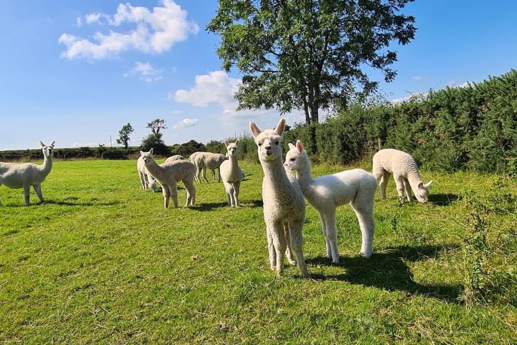 The Alpaca Farmhouse With Hot Tub And Alpaca Experience Included Dromara Eksteriør bilde