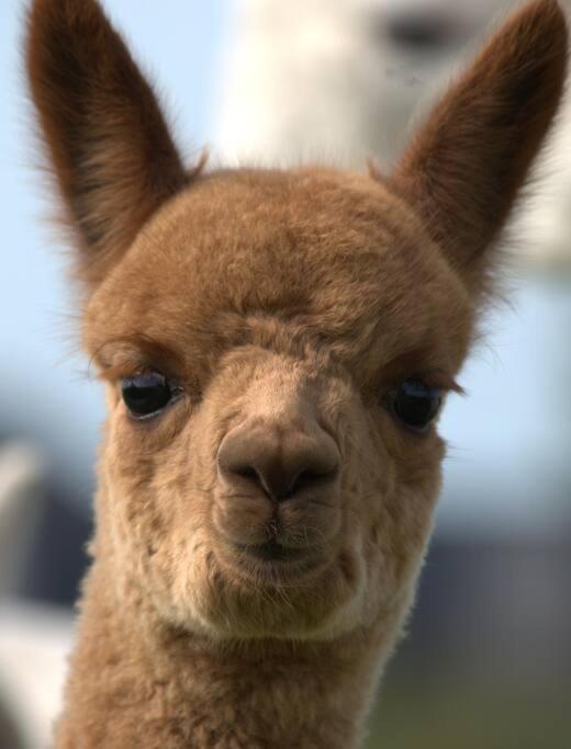 The Alpaca Farmhouse With Hot Tub And Alpaca Experience Included Dromara Eksteriør bilde