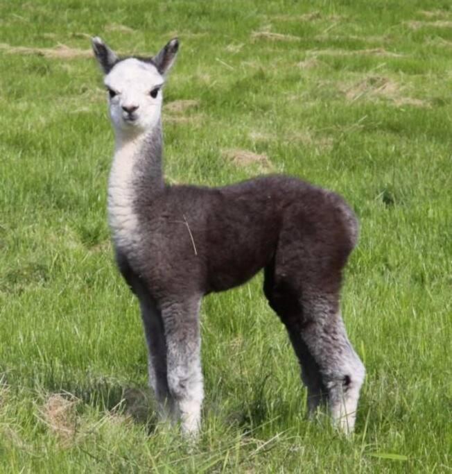 The Alpaca Farmhouse With Hot Tub And Alpaca Experience Included Dromara Eksteriør bilde