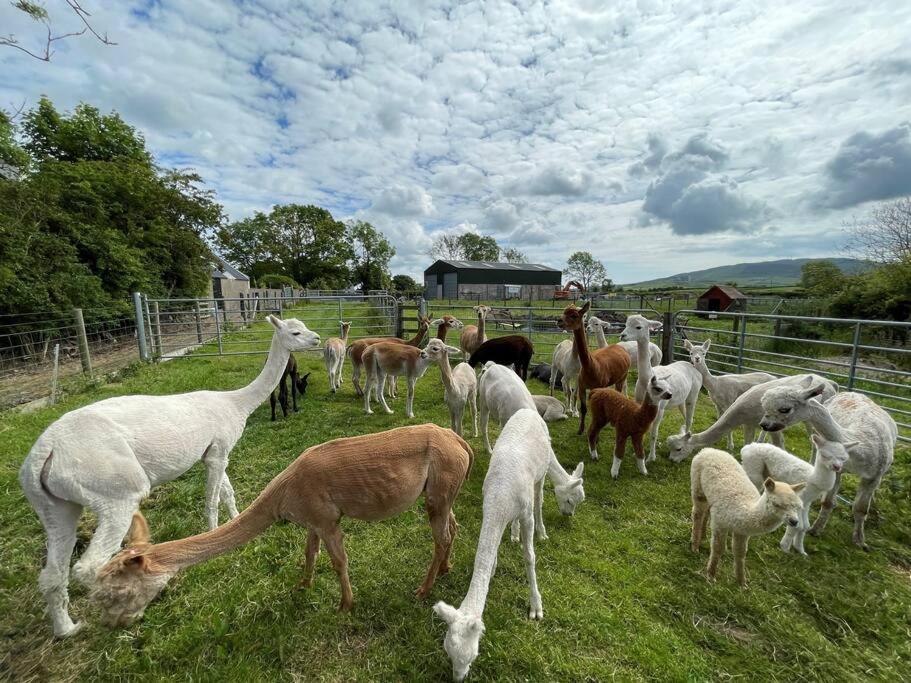 The Alpaca Farmhouse With Hot Tub And Alpaca Experience Included Dromara Eksteriør bilde