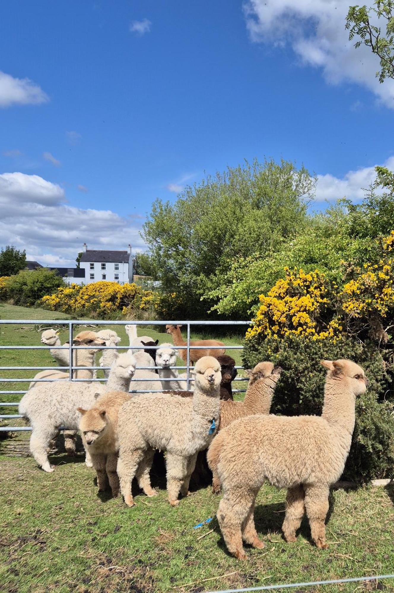 The Alpaca Farmhouse With Hot Tub And Alpaca Experience Included Dromara Eksteriør bilde